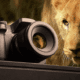 18 مقصد برتر برای عکاسی از حیات وحش